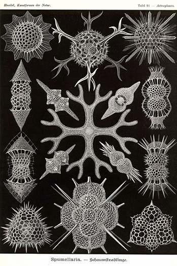 Spumellaria is a radiolarian protists order in the class polycystinea. Poster Print by Ernst  Haekel - Item # VARBLL058764617L