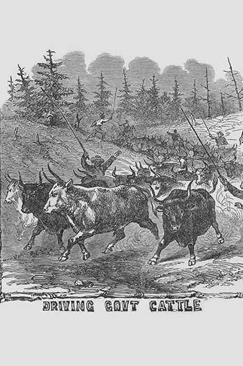 African American Cattle Drovers Poster Print by Frank  Leslie - Item # VARBLL0587332816