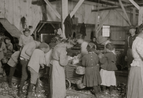oyster shuckers in Barataria Canning Co. In this group are Gertrude Kohn, five years old, and Pauline ---, eight years old Poster Print - Item # VARBLL058755102L