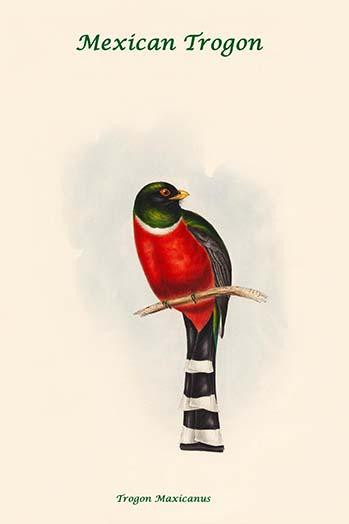 Mexican Trogon - Trogon Maxicanus - Adult Male Poster Print by John  Gould - Item # VARBLL0587318279
