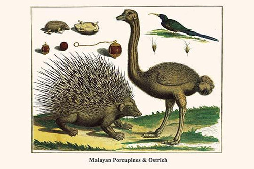 Hystrix brachyura, Struthio camelus, aves Poster Print by Albertus  Seba - Item # VARBLL0587296763
