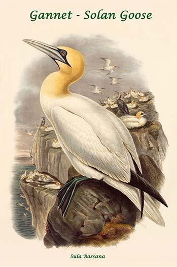 Sula Bassana - Gannet - Solan Goose Poster Print by John  Gould - Item # VARBLL0587321156
