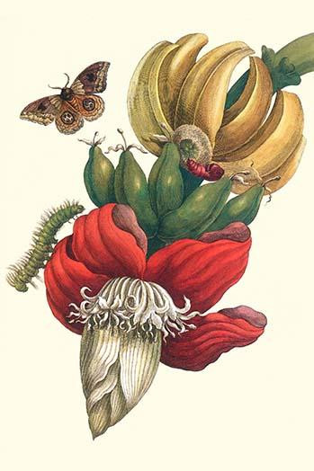 (1) Banana Tree finds a Moth's caterpillars onits flowers & Fruit; Musa paradisiaca; Automeria liberia Poster Print by Maria Sibylla  Merian - Item # VARBLL0587287292