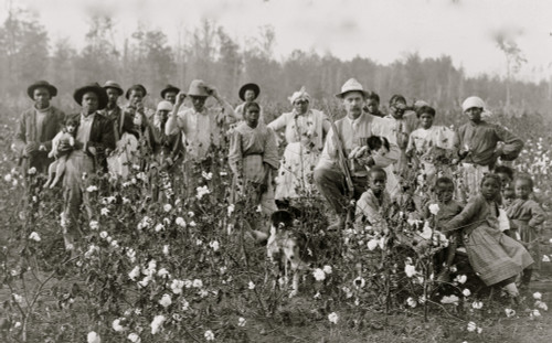 Euro American man holding shotgun and dog, with African American men, women, and children, in cotton field. Poster Print - Item # VARBLL0587634626