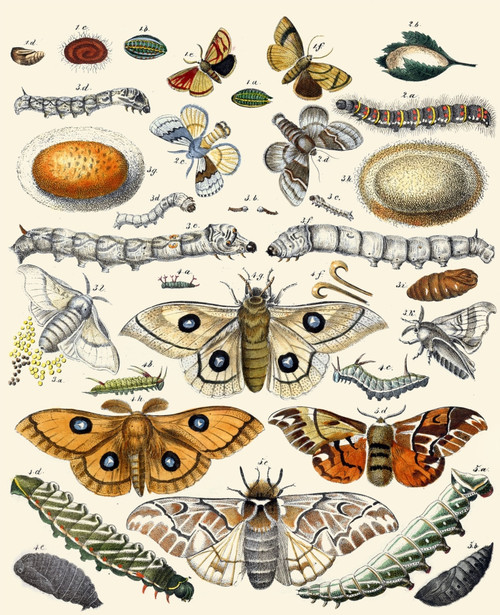 Butterflies Poster Print by Berge - Item # VARBLL0587395214