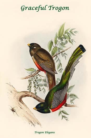 Trogon Elegans - Graceful Trogon Poster Print by John  Gould - Item # VARBLL0587318295