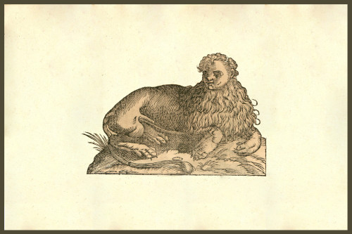 Leo Humana Capite.  Human headed lion.   From the 1642 book Monstrorum Historia by Ulisse Aldrovandi .   He is considered the founder of modern Natural History. Poster Print by Ulisse Aldrovandi - Item # VARBLL0587418176