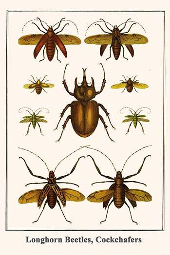 Cerambycidae, Scarabaeidae Poster Print by Albertus  Seba - Item # VARBLL0587299150