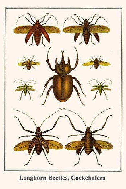 Cerambycidae, Scarabaeidae Poster Print by Albertus  Seba - Item # VARBLL0587299150