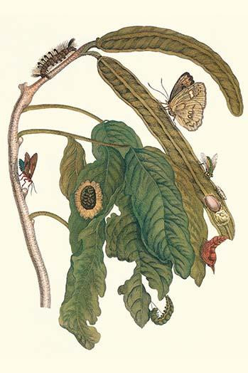 Inga, Phoebus sennae and Saurita cassandra Poster Print by Maria Sibylla  Merian - Item # VARBLL0587287756