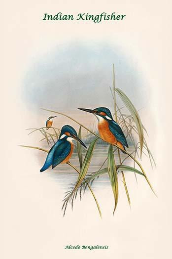 Alcedo Bengalensis - Indian Kingfisher Poster Print by John  Gould - Item # VARBLL0587318236