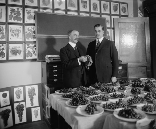 Grading the Harvest of Grapes to be made into Wine Poster Print - Item # VARBLL058746469L