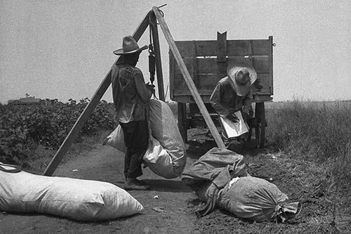 Cotton weighing. South Texas Poster Print by Dorothea Lange - Item # VARBLL0587240636