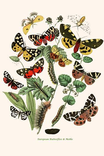 European Butterflies & Moths Poster Print by W.F. Kirby - Item # VARBLL0587322039