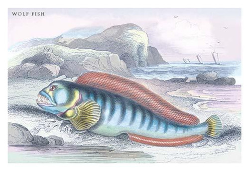 Lithographs of British fish done for Sir William Jardine and his naturalist library publications. Poster Print by Robert Hamilton - Item # VARBLL0587092998