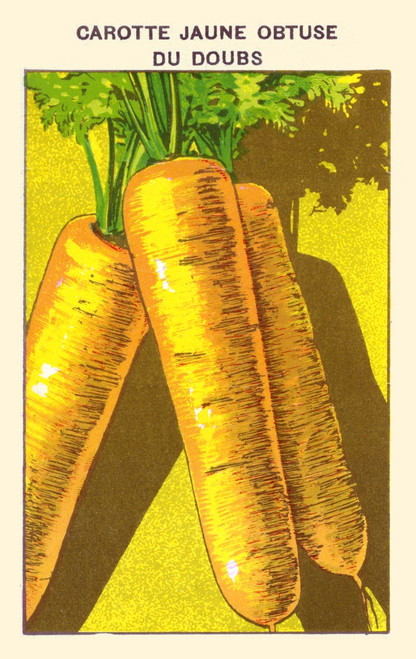 Yellow carrots Poster Print by unknown - Item # VARBLL0587408790