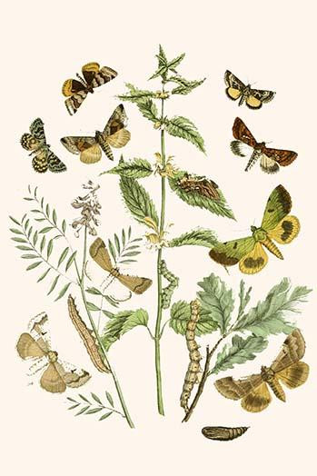 European Butterflies & Moths Poster Print by W.F. Kirby - Item # VARBLL058732161x