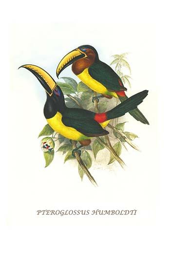 Pteroglossus inscriptus humboldti Poster Print by John  Gould - Item # VARBLL0587292369