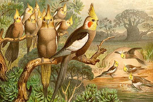 Rosy Cheeked Cockatiels or Cockatoo Poster Print by F.W.  Kuhnert - Item # VARBLL058716550L