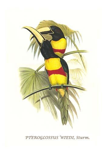 Pteroglossus aracari virgins Poster Print by John  Gould - Item # VARBLL0587292237