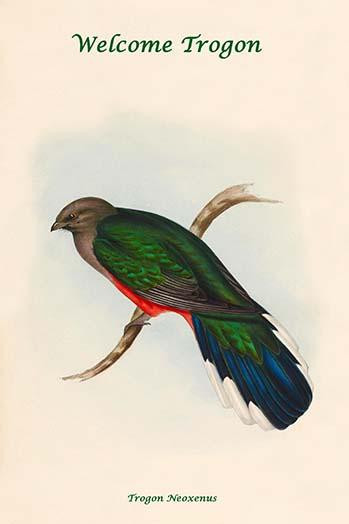 Trogon Neoxenus - Welcome Trogon Poster Print by John  Gould - Item # VARBLL058731852x