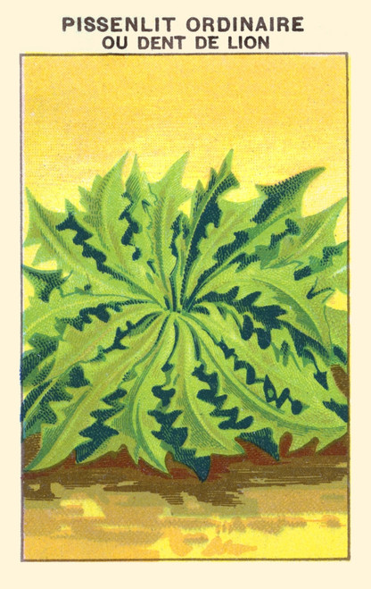 Ordinary Dandelion or Lion's Tooth Poster Print by unknown - Item # VARBLL058740874x