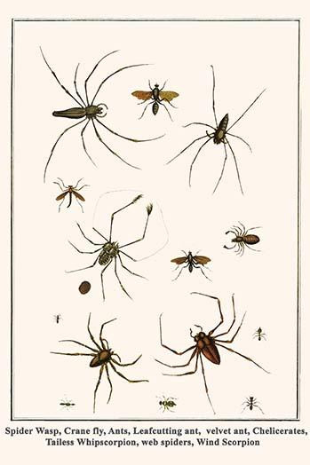 Pomilidae, Diptera, Hymenoptera, Formicidae, Chelicerata, Mutillidae, Araneae, Amblypygi, Solifugae Poster Print by Albertus  Seba - Item # VARBLL0587299193