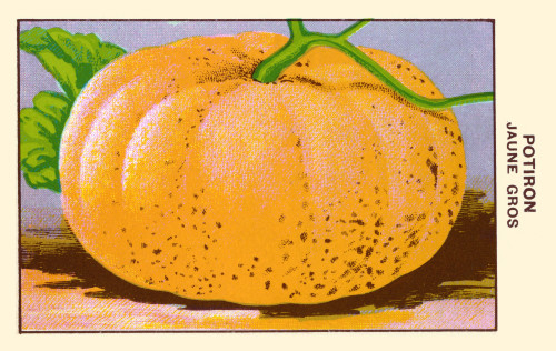 Yellow pumpkin Poster Print by unknown - Item # VARBLL0587409037