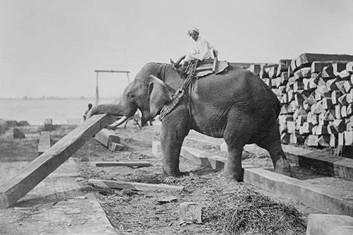 Elephant Moves Huge Logs for Indian Master and stack them in piles Poster Print by unknown - Item # VARBLL058746008L