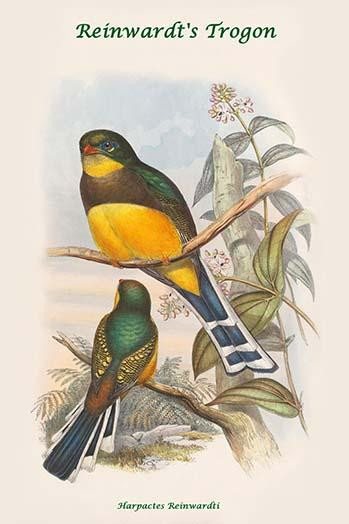 Harpactes Reinwardti Reinwardt's Trogon Poster Print by John  Gould - Item # VARBLL0587318708