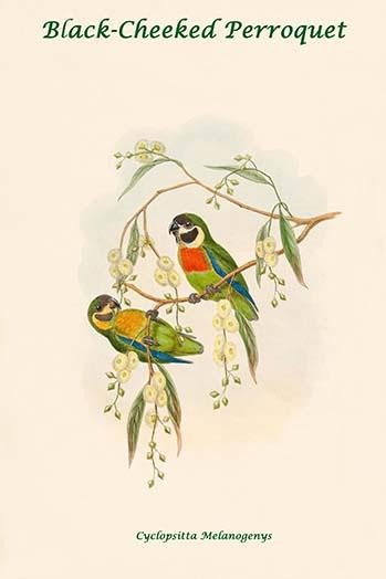 Cyclopsitta Melanogenys - Black-Cheeked Perroquet Poster Print by John  Gould - Item # VARBLL0587318821