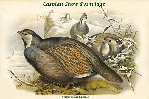 Tetraogallus Caspius - Caspian Snow Partridge Poster Print by John  Gould - Item # VARBLL0587320648