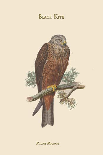 Milvus Migrans Black Kite Poster Print by John  Gould - Item # VARBLL0587313811