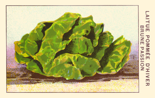 Brown winter passion lettuce Poster Print by unknown - Item # VARBLL0587409215
