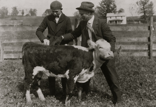 11 boys and 2 girls in Hillsboro are each taking a calf furnished by the County Farm Bureau on credit, - each agreeing to do the best to raise the calf and exhibit at the annual show. Poster Print - Item # VARBLL058754493L