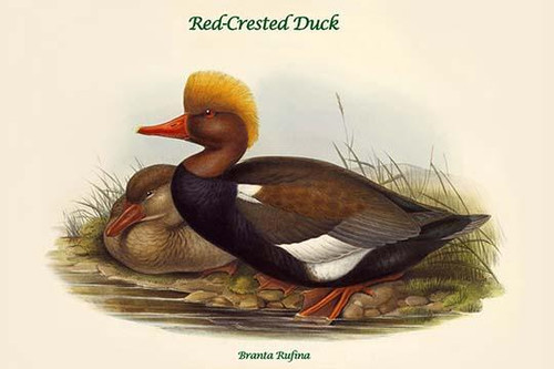 Branta Rufina - Red-Crested Duck Poster Print by John  Gould - Item # VARBLL0587320044