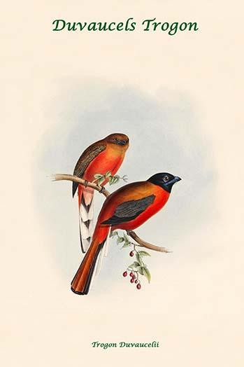 Trogon Duvaucelii - Duvaucels Trogon Poster Print by John  Gould - Item # VARBLL0587318341
