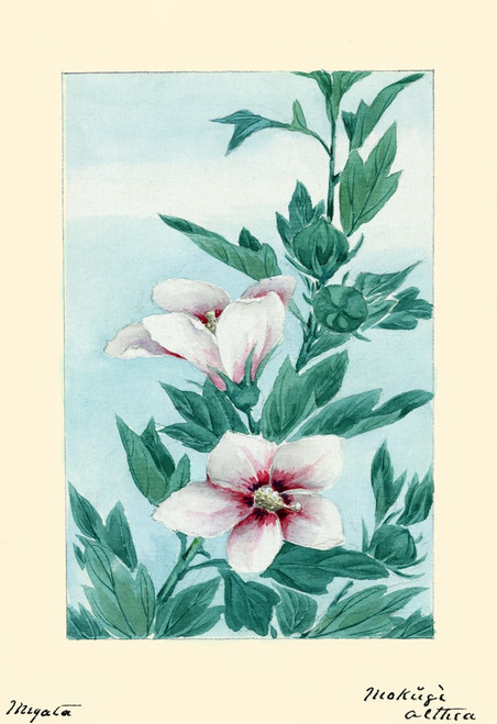 Japanese print of Drawing shows a stem with leaves and blossoms of a hibiscus plant. Poster Print by Megata Morikaga - Item # VARBLL0587418958