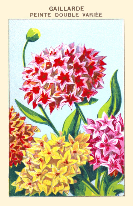 Gaillarde's Painting Double Poster Print by unknown - Item # VARBLL0587409517