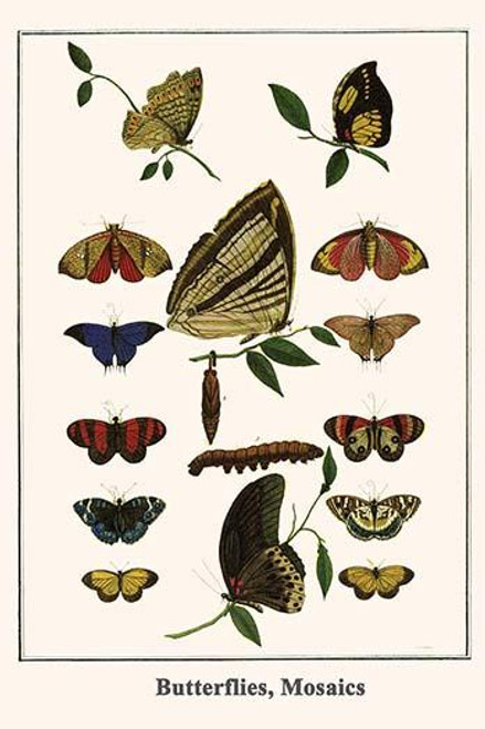 Nymphalidae, Brassolinae, Adelpha iphiclus, Colubura dirce, Adelpha cytherea, Danaus chrysippus, Helioconius melpomene, Satyridae, Euptychia, Lycinidae, Emesis lucinda Poster Print by Albertus  Seba - Item # VARBLL0587298596
