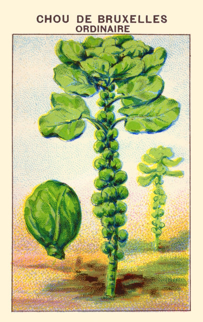 Brussels common cabbage Poster Print by unknown - Item # VARBLL0587409312