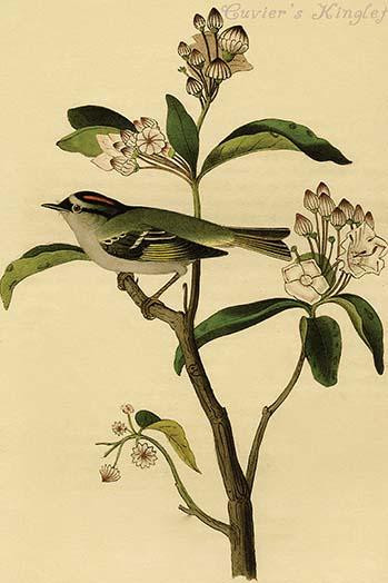 Hand-colored aquatint engraving by R. Havell from the first edition of The Birds of America. Poster Print by John James  Audubon - Item # VARBLL058764705L