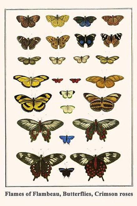 Nymphalidae, Papilionidae, Lycaenidae, Dryas iulia, Dryadula phaetusa, Catopsilia scylla, Atrophaneura polyduras, Atrophaneura hector, Theclinae Poster Print by Albertus  Seba - Item # VARBLL0587298723