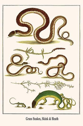 Natrix natrix, Squamata, Scincidae, Ericaceae Poster Print by Albertus  Seba - Item # VARBLL0587297247