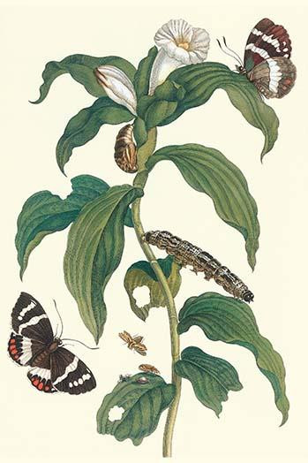 Costus arabicus & telchin licus Poster Print by Maria Sibylla  Merian - Item # VARBLL0587287535
