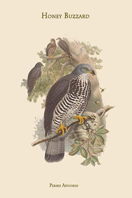 Pernis Apivorus - Honey Buzzard Poster Print by John  Gould - Item # VARBLL0587313765