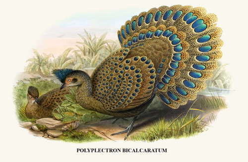 Malayan Peacock Pheasant-Birds of Asia Poster Print by John Gould - Item # VARBLL0587393076