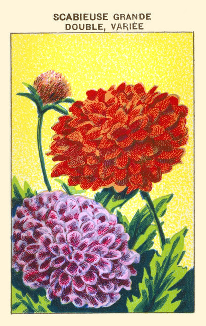 Great Pincushion Flower Poster Print by unknown - Item # VARBLL0587409789