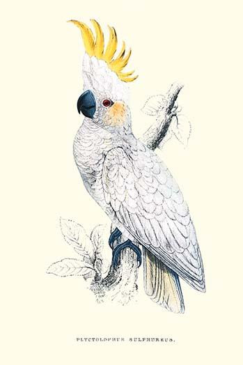 Lesser Sulpher-Crested Cockatoo Poster Print by Edward  Lear - Item # VARBLL0587286563