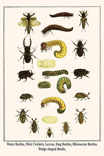 Hydrophilidae, Gryllotalpa, Lucanidae, Lucanus cervus, Scarabaeidae, Oryctes nasicornis, Polyphylla fullo, Rhipiphoridae, Poster Print by Albertus  Seba - Item # VARBLL0587299134